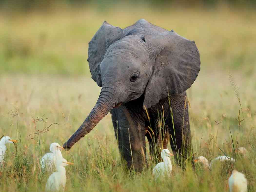 可愛い動物の赤ちゃんの画像を貼るトピ