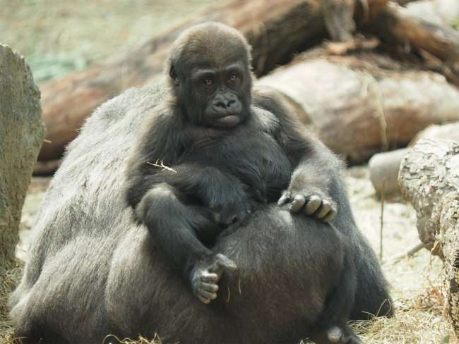 可愛い動物の赤ちゃんの画像を貼るトピ