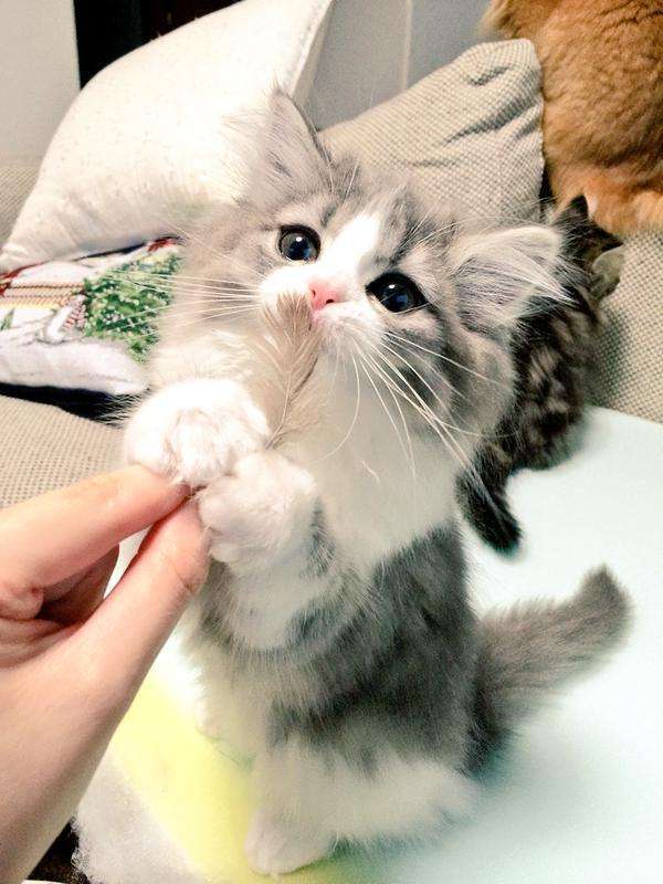 可愛い動物の赤ちゃんの画像を貼るトピ