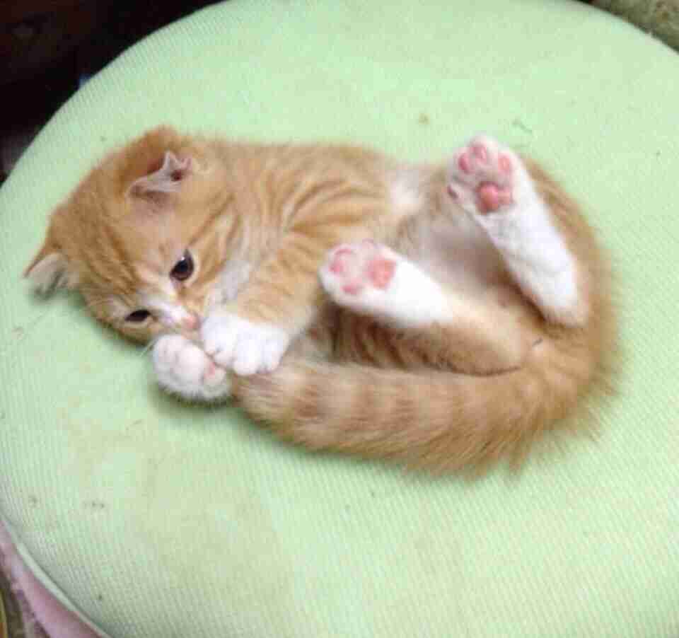 可愛い動物の赤ちゃんの画像を貼るトピ