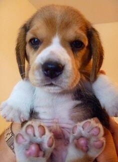 可愛い動物の赤ちゃんの画像を貼るトピ