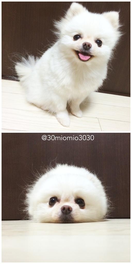 可愛い動物の赤ちゃんの画像を貼るトピ