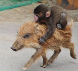 可愛い動物の赤ちゃんの画像を貼るトピ