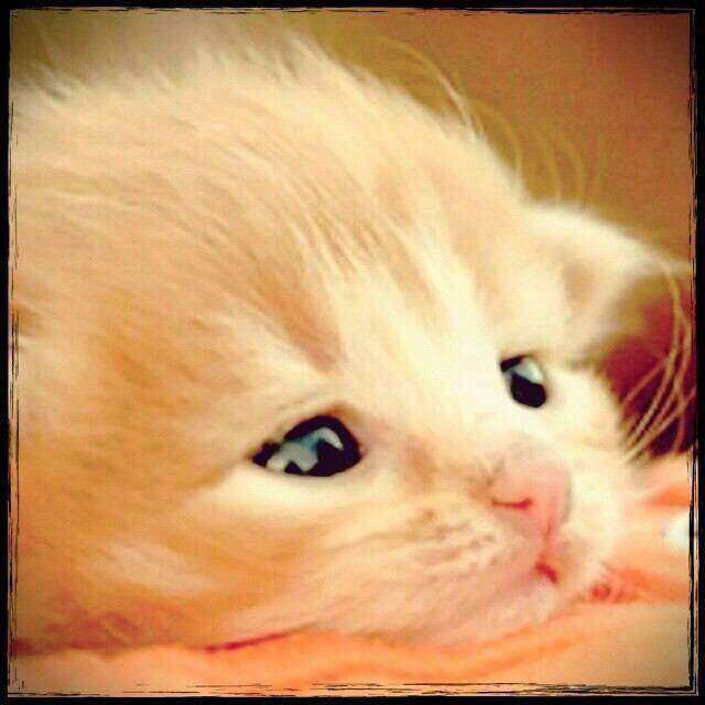 可愛い動物の赤ちゃんの画像を貼るトピ
