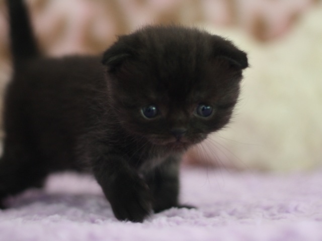 可愛い動物の赤ちゃんの画像を貼るトピ