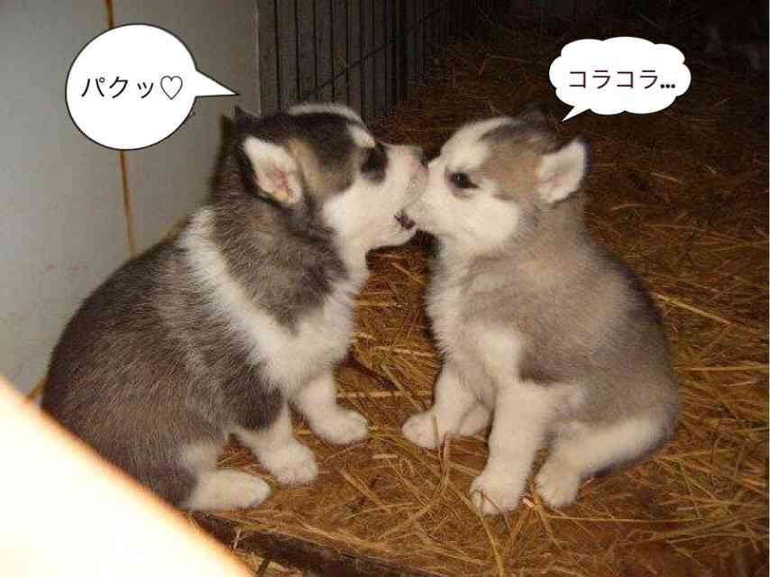 可愛い動物の赤ちゃんの画像を貼るトピ