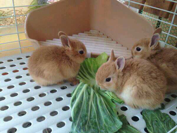 可愛い動物の赤ちゃんの画像を貼るトピ