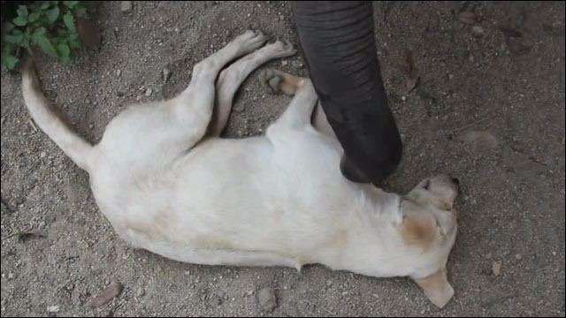 可愛い動物の赤ちゃんの画像を貼るトピ