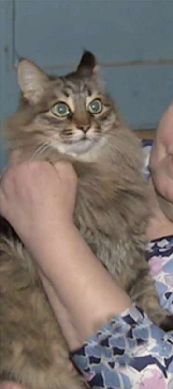 野良猫、置き去りにされた赤ん坊救う＝氷点下で数時間温める-ロシア