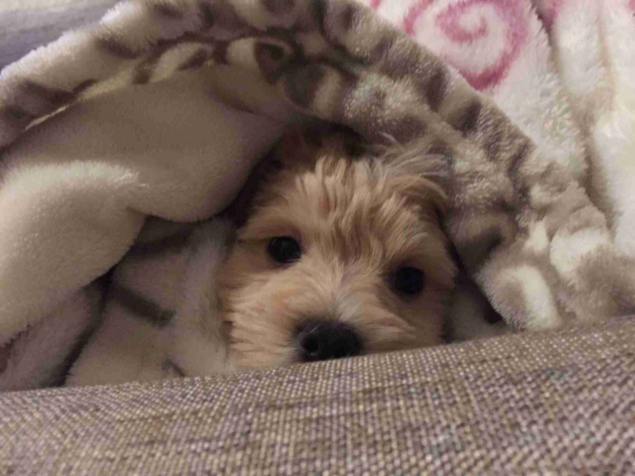 【年またぎ】見ると幸せな気分になれる画像を下さい！