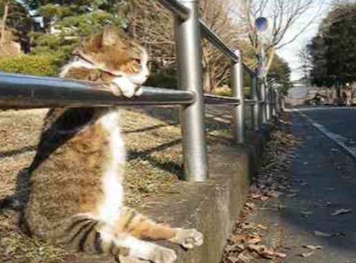 【画像】猫の密談現場が可愛い