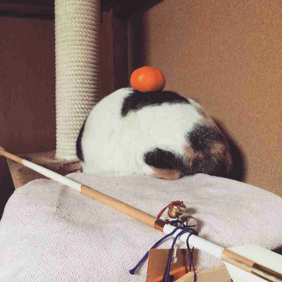 【画像】猫の密談現場が可愛い
