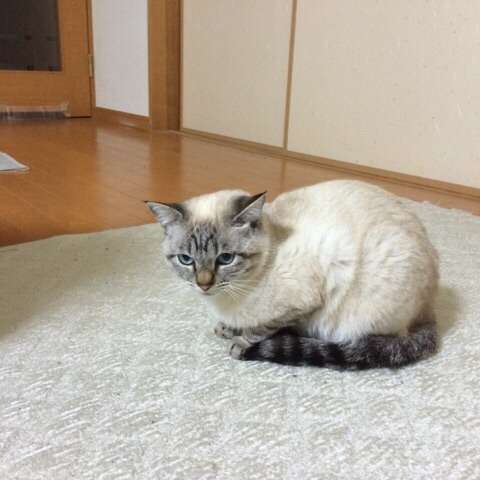 【画像】猫の密談現場が可愛い