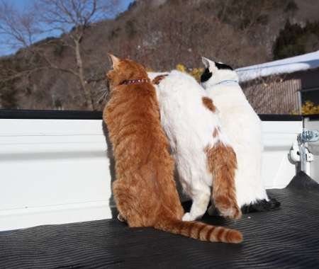 【画像】猫の密談現場が可愛い