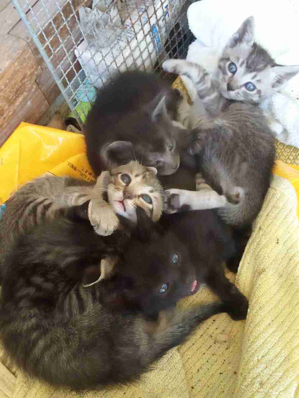 【画像】猫の密談現場が可愛い