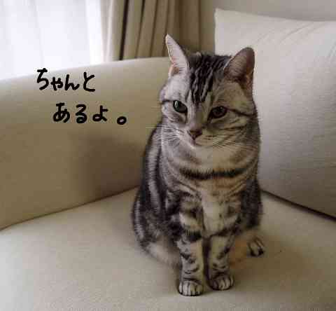 好きな猫の漫画やサイト教えて下さい！