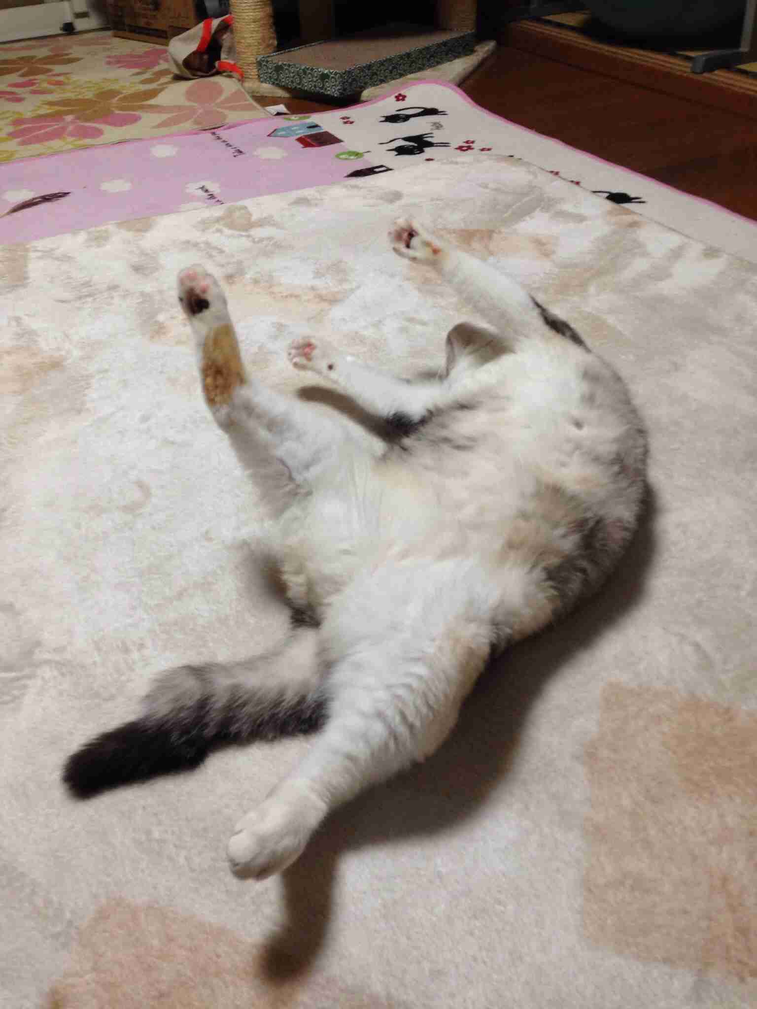 猫は飼うの大変?