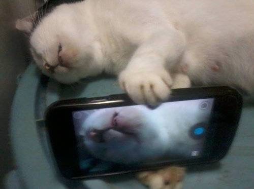 猫は飼うの大変?