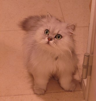 猫は飼うの大変?