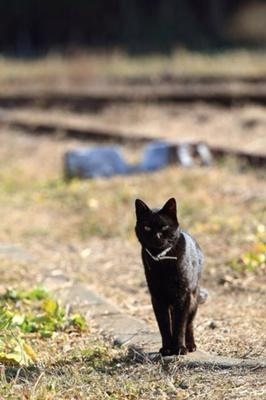 猫は飼うの大変?