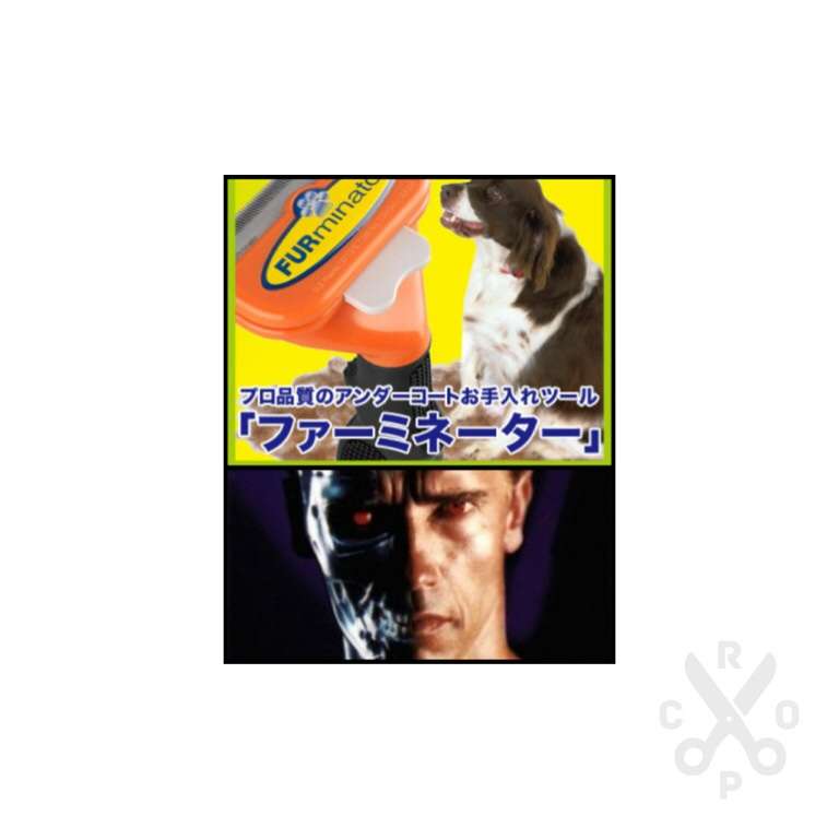 猫は飼うの大変?