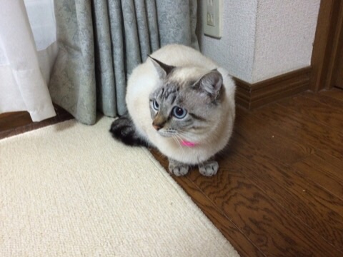 猫は飼うの大変?