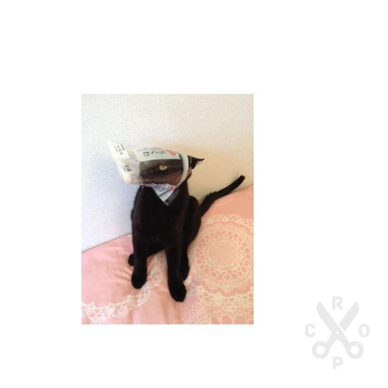 猫は飼うの大変?