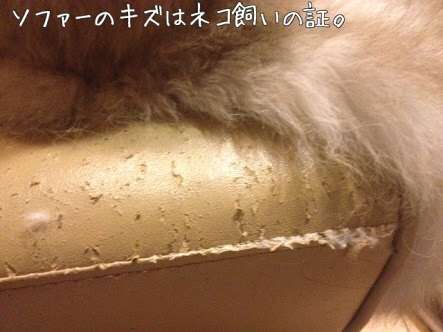 猫は飼うの大変?