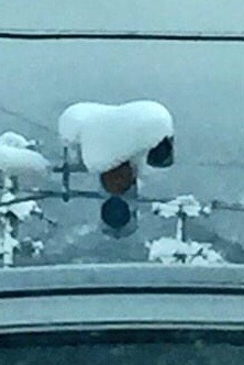 【悲報】LED型信号、熱くならず雪溶けず　吹雪になれば真っ白に…