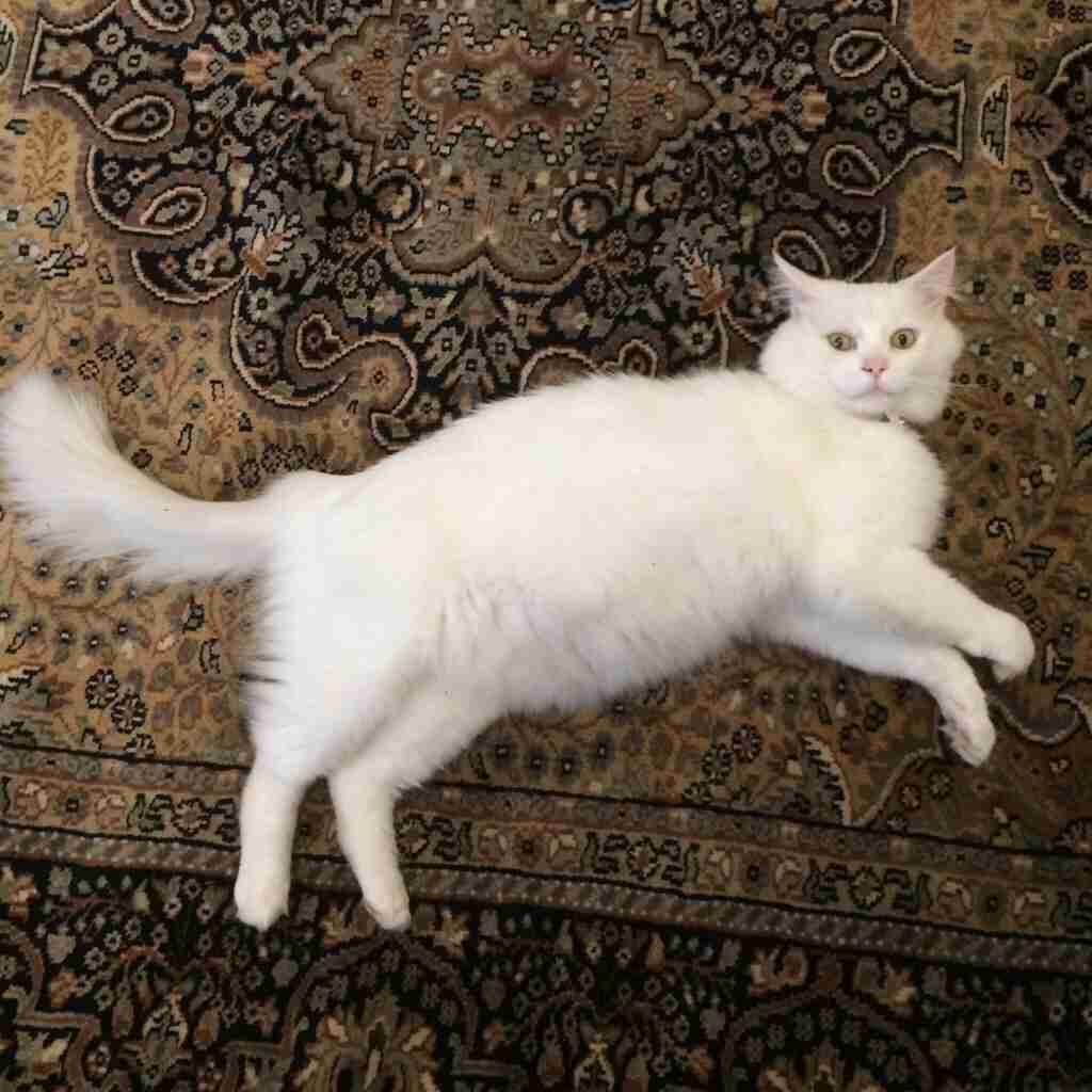 剛毛な方の為のトピ