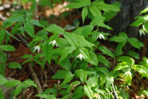 好きなお花は何ですか？