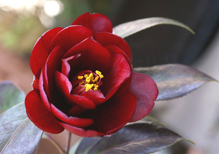 好きなお花は何ですか？