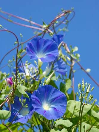 好きなお花は何ですか？