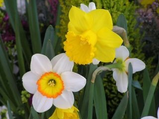 好きなお花は何ですか？