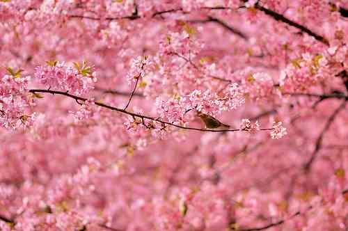 好きなお花は何ですか？