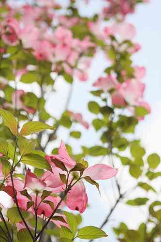 好きなお花は何ですか？