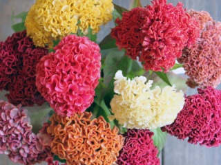 好きなお花は何ですか？