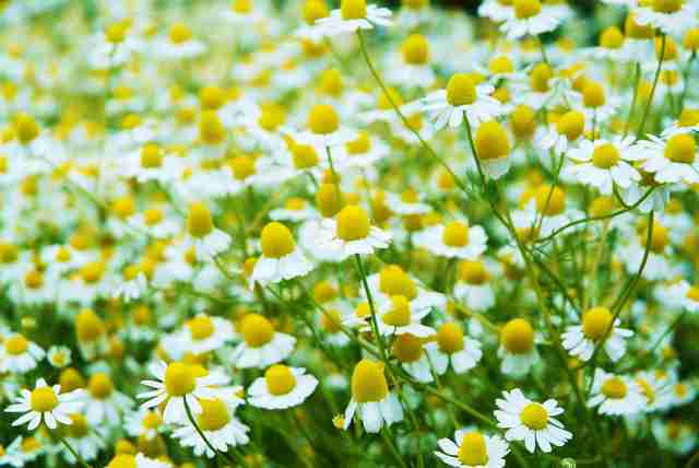 好きなお花は何ですか？