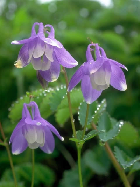 好きなお花は何ですか？