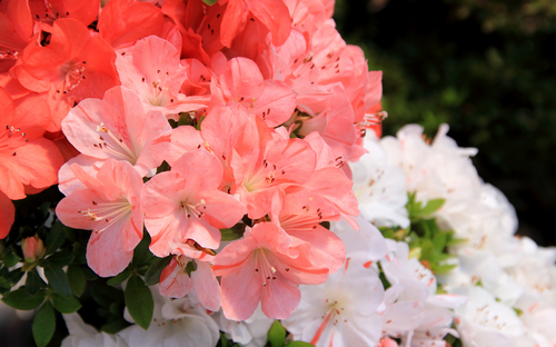 好きなお花は何ですか？
