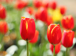 好きなお花は何ですか？