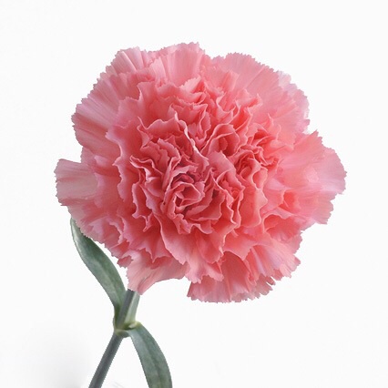 好きなお花は何ですか？