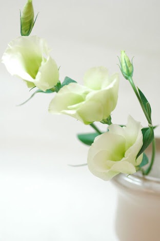 好きなお花は何ですか？