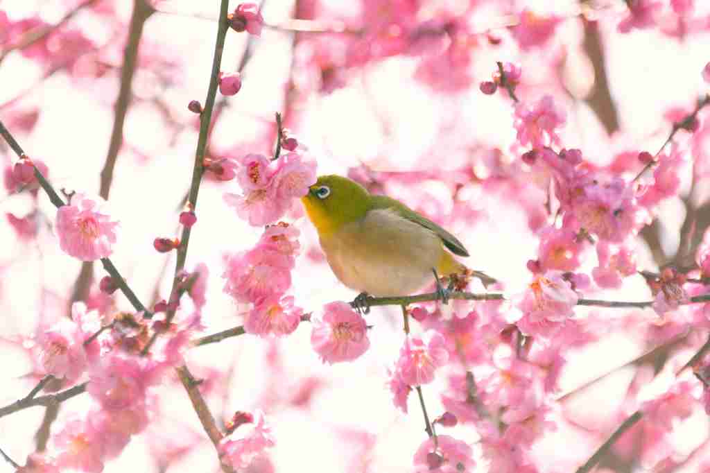 好きなお花は何ですか？