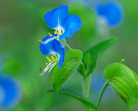 好きなお花は何ですか？
