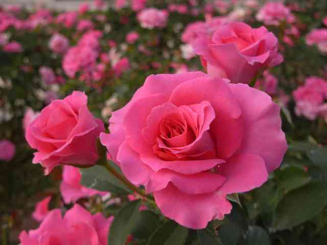 好きなお花は何ですか？