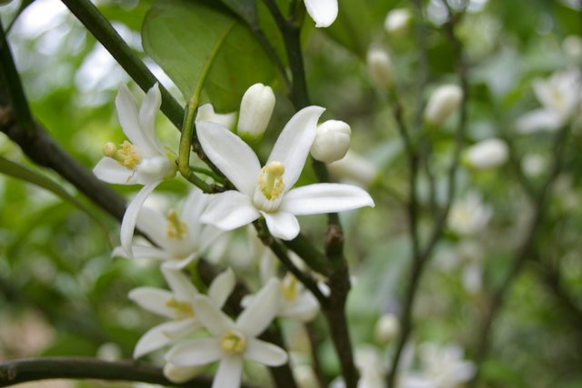 好きなお花は何ですか？