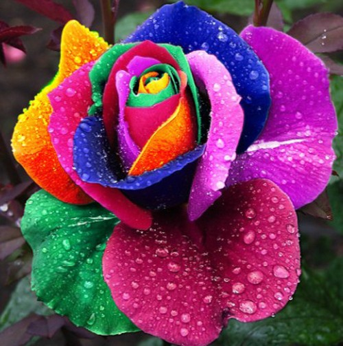 好きなお花は何ですか？