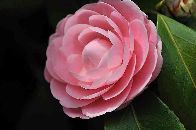 好きなお花は何ですか？