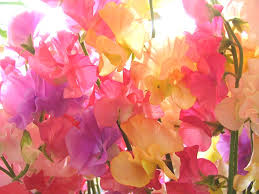 好きなお花は何ですか？
